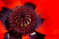 Red poppy / Pavot rouge