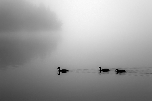 Early morning ducks / Canards matinaux