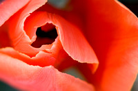 Tulipa Erotica / Tulipe érotique