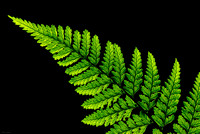 Fractal leaves / Fractale végétale