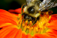 Drung Bee / Abeille soule de pollen