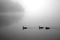 Early morning ducks / Canards matinaux